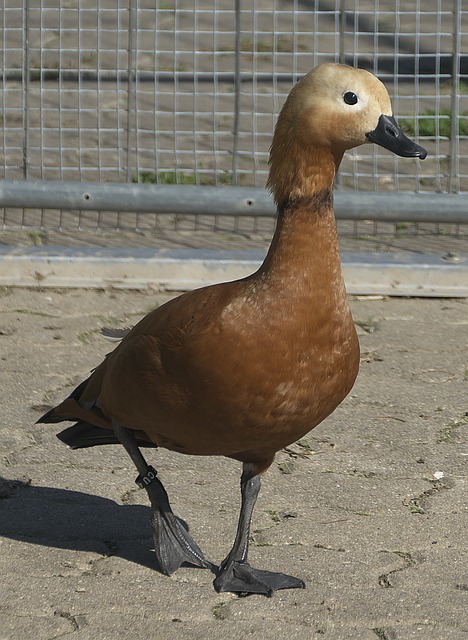多样性